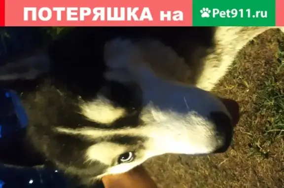 Собака найдена в Кратово, Московская область