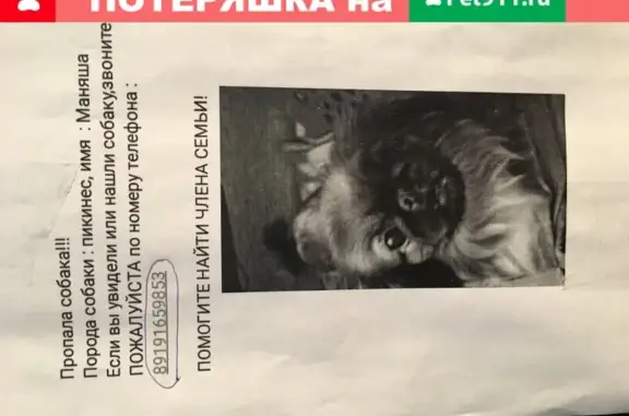 Пропала собака Маняша в Задонском Районе, Липецкая обл.