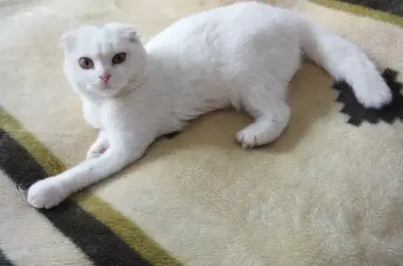 Найдена бело-черная кошка в Красном Стане, готова вернуть.