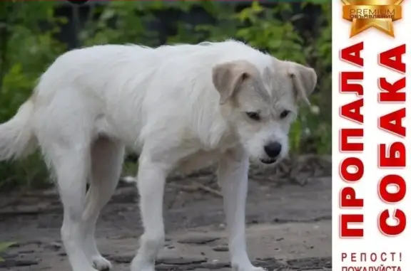 Пропала собачка Маля в деревне Чуприяновка, Тверская область.