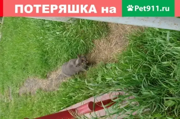 Найдена кошка на Пригородной ул. в Омске.