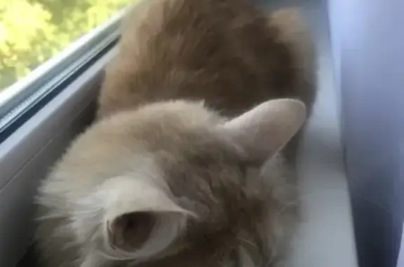 Найдена персиковая кошка на Самаркандском бульваре, ищем хозяев!