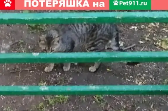 Пропала кошка на ул. Днепропетровская, 3к1, найден кот.