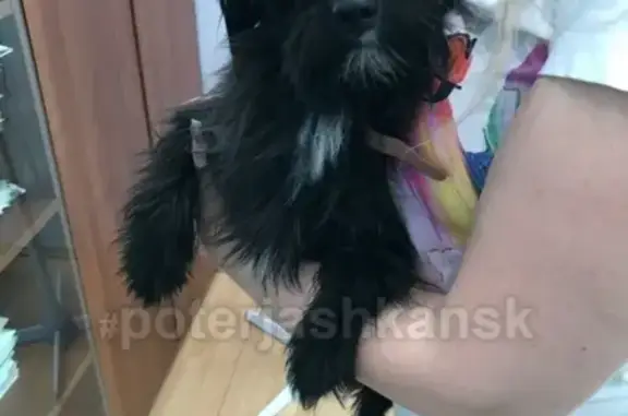 Собака потерялась в Новосибирске, микрорайон Тихий Центр