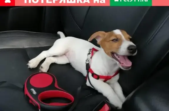Пропала собака в Звенигороде, вознаграждение!