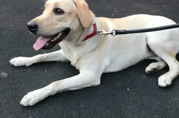 Найдена собака, Москва, фото: Собака найдена в Богородском районе, Москва