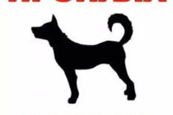 Собаки потеряшки, Иваново, фото: Потеряшка собака в парке Харинка, Иваново!