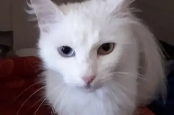 Найдена разноглазая кошка в Москве и МО