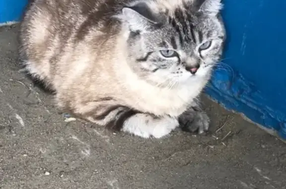 Кошка найдена у мусорки в районе 5 просеки, Самара