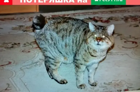 Пропали кошка и кот на Малой Покровке, вознаграждение. Ачинск, Красноярский край