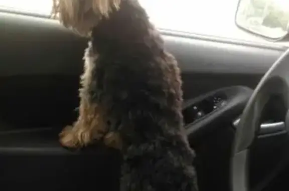Найдена собака без ошейника в Новотроицке