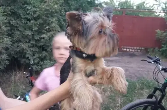 Найдена собака в Ростове, тел. УРОЖАЙ