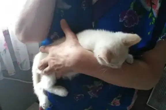 Найден мальчик-котенок в Омске