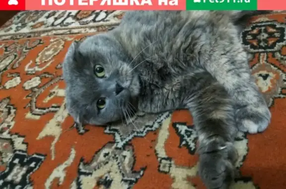 Пропала кошка Бася на ул. Свердликова, Краснодарский край