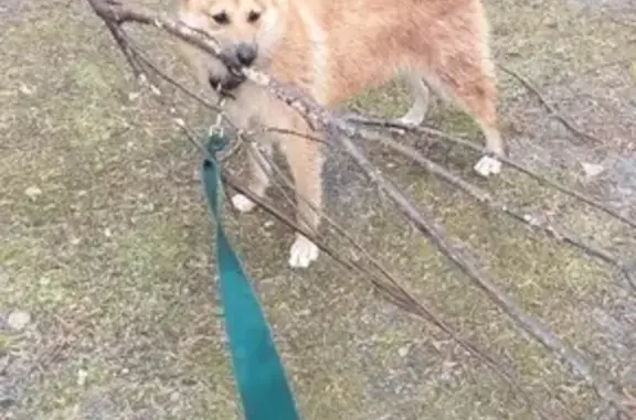 Пропала собака в районе Ондской ГЭС (Находка)