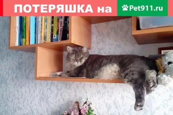 Пропал кот Тима в деревне Борисово, Череповец
