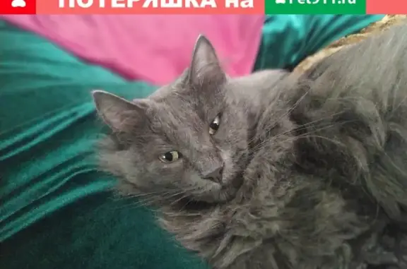 Пропал кот Пухан в районе Свердлова 83 #потерялось_животное_Шадринск