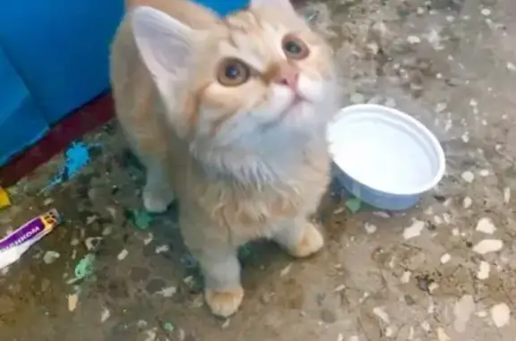 Найдена кошка на улице Торговая, Абакан