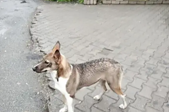 Найдена собака на улице Фонтанной, дом 15а