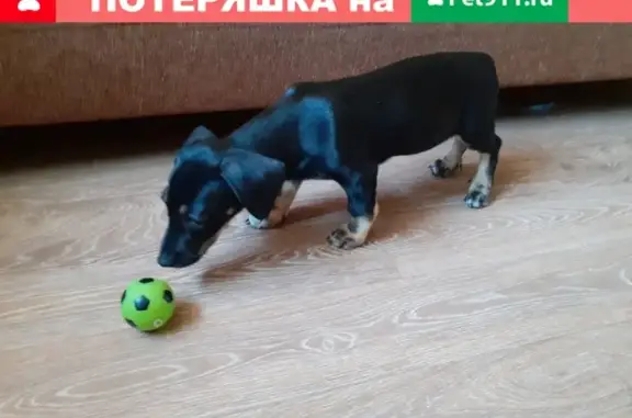 Найден щенок на перекрестке Чехова-Челюскинцев!