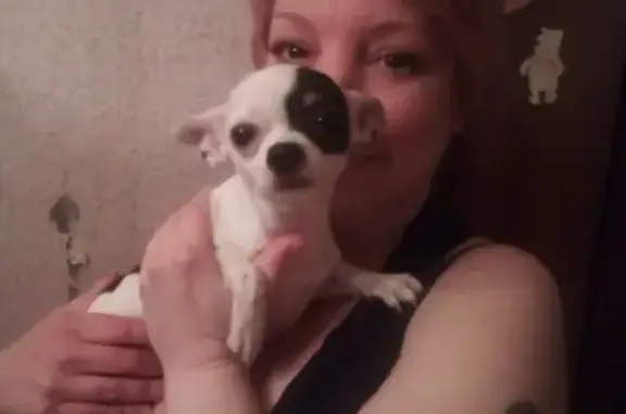 Найдена собака, Нижний Новгород, фото: Найдена собака на ул. Спутника, Н.Новгород