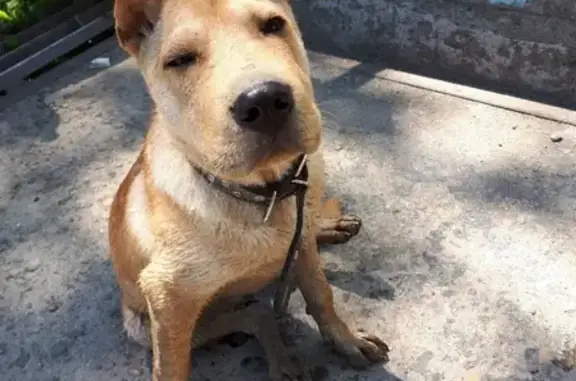 Собака найдена в Бийске, Алтайский край.