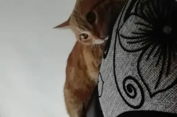 Кошки потеряшки, Владивосток, фото: Потеряшка кот Тоша, вознаграждение.