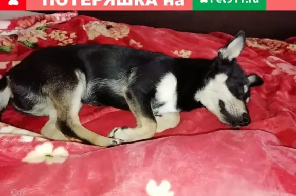 Пропала собака в Первоуральске