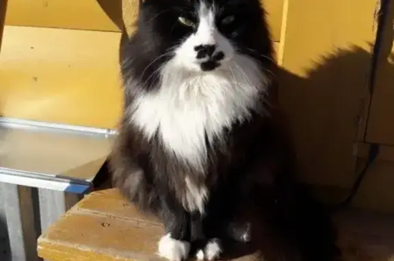 Кошки потеряшки, Киров, фото: Потеряшка кот Семён в Нововятске, ул. Рухлядьева 41