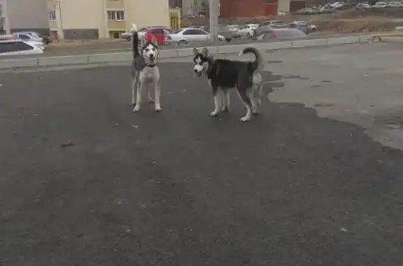 Пропала собака Хася с зеленым ошейником в Первоуральске