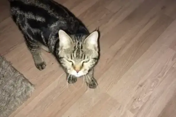 Найдена кошка на Мелик-Карамова