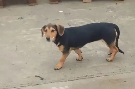 Найдена домашняя собака в Чигири, Амурская область