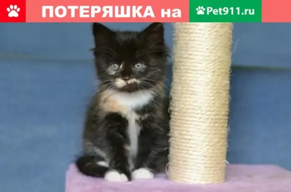 Найдена милая кошка в Смоленске