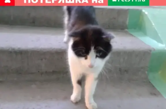 Найдена кошка на ул. Гагарина 10, Смоленская обл.