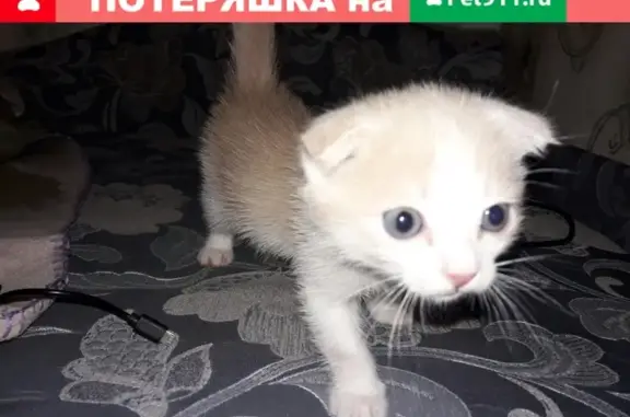 Пропал котенок в Бузулуке, ул. Победа, Дружба, Осипово.