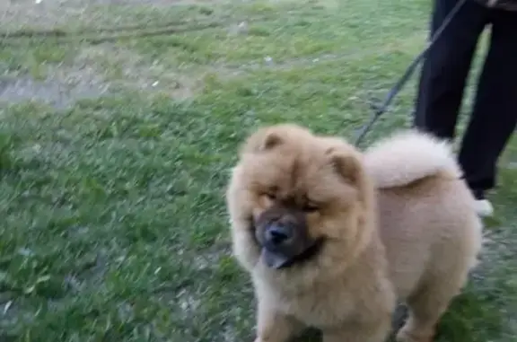 Пропала собака на Новосибирской трассе, Мирный, вознаграждение.