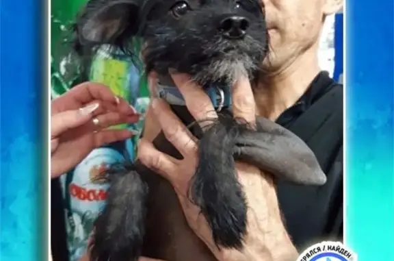 Найдена собака в Кривом Роге, Покровский р-н, возле магазина 