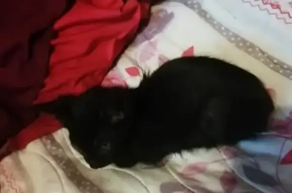 Найден котенок-черныш в Ярославле