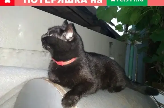 Пропала кошка в Брянске на улице Весенней