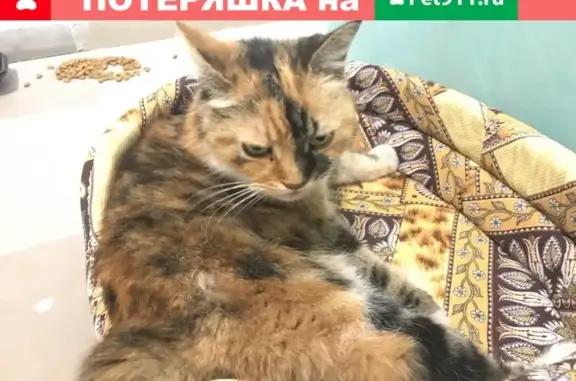 Найдена кошка на пр. Ленина, Новороссийск [id24912253]