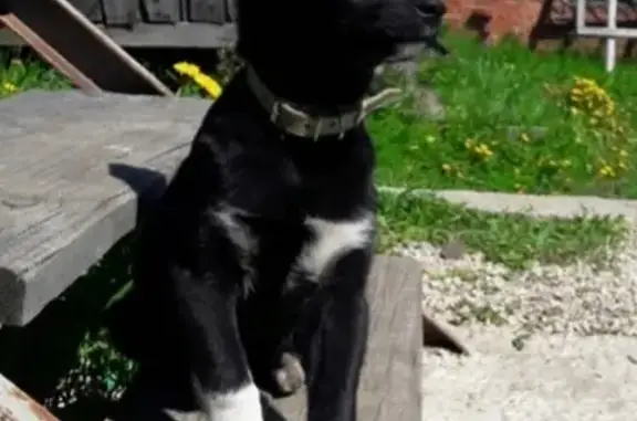 Пропала собака в Сосногорске, помогите найти