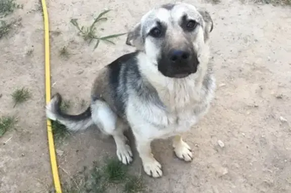 Потерянная собака в Ерёмино, Находка
