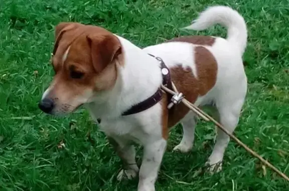 Пропала собака породы Джек-Рассел-терьер в районе Несвойского