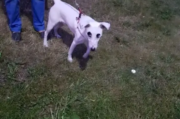 Найден молодой пёс на Новороссийской, ищет хозяев