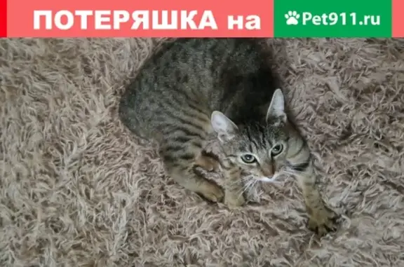 Найдена кошка на пр-те Дружбы (Курск)