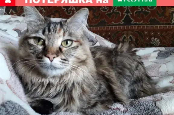 Пропала домашняя кошка в Лакинске, ул. Парижской коммуны, дом 31, зовут Рыся.