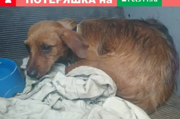 Найдена собака, Москва, фото: Собака найдена на Мытищинской ярмарке, Москва