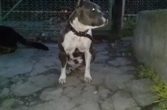 Найдена стафф собака в Краснодаре, ищет новую семью