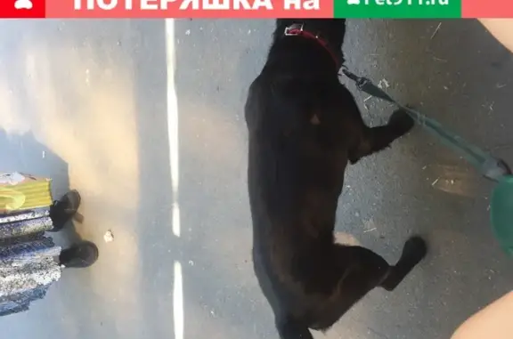 Найдена милая собака в Солнечногорске, ул. центральная 1