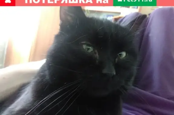 Пропала кошка Касильяс в Петухово на улице Рабочая